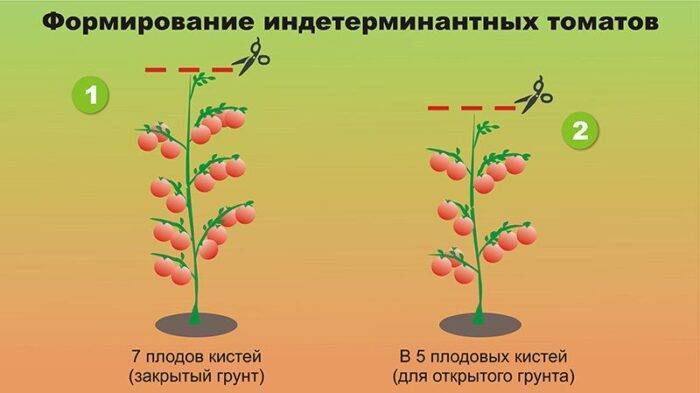 Помидоры: выращивание из семян на огороде