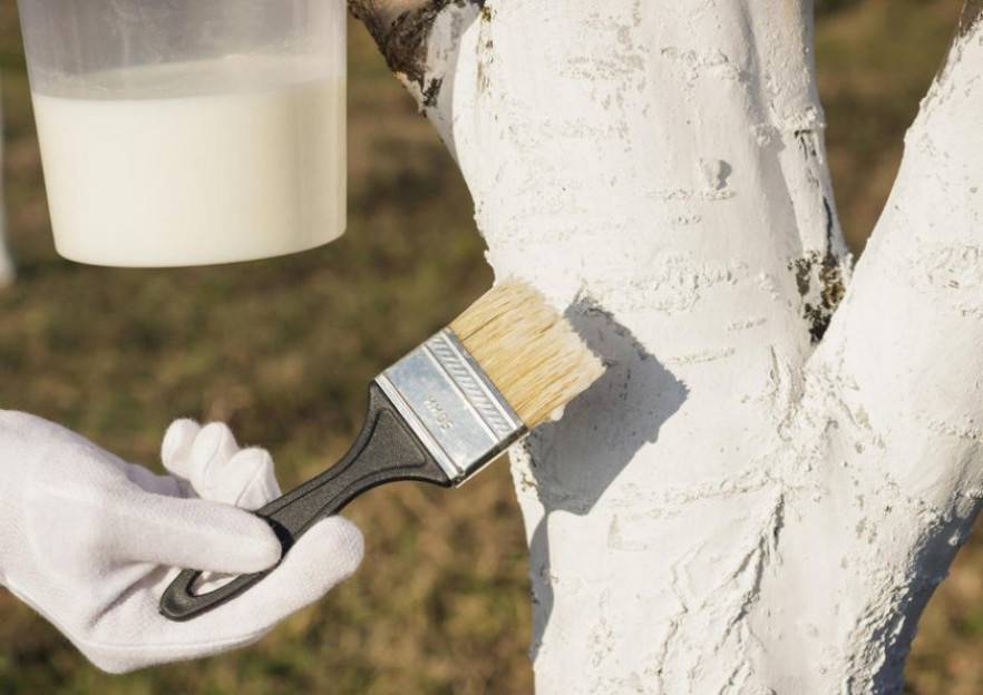 Абрикос: выращивание в саду, виды и сорта