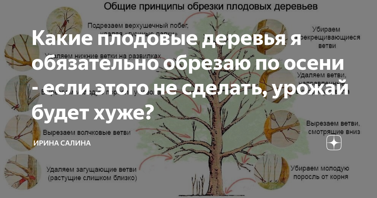 Обрезка декоративных кустарников весной: формируем крону правильно, схемы