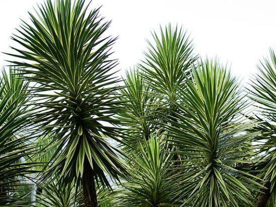 Юкка (Yucca) – уход, фото, виды