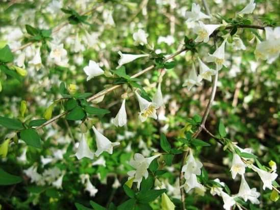 Абелия (Abelia) – уход, фото, виды