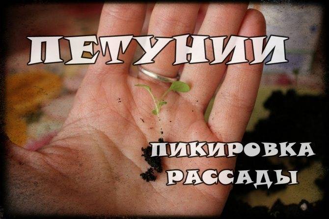2 классических способа посева петунии на рассаду