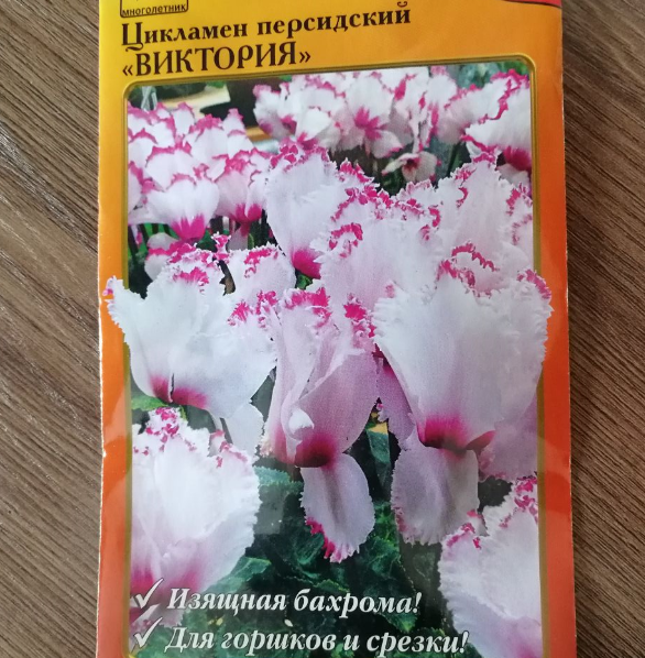 Цикламен: выращивание из семян, виды