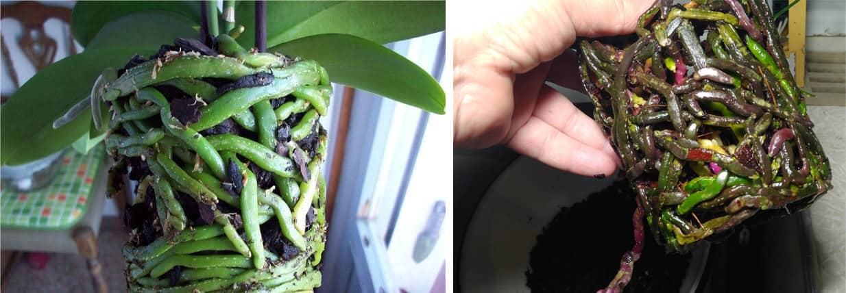 Орхидея фаленопсис: 5 правил ухода за цветком-бабочкой