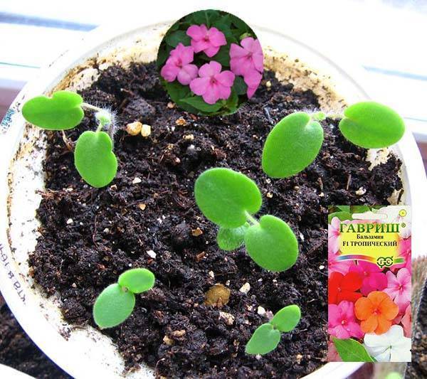 Бальзамин садовый посадка и уход, фото сортов, выращивание и размножение в открытом грунте, роль в ландшафтном дизайне