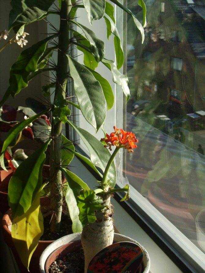 Ятрофа (Jatropha) – уход, фото, виды