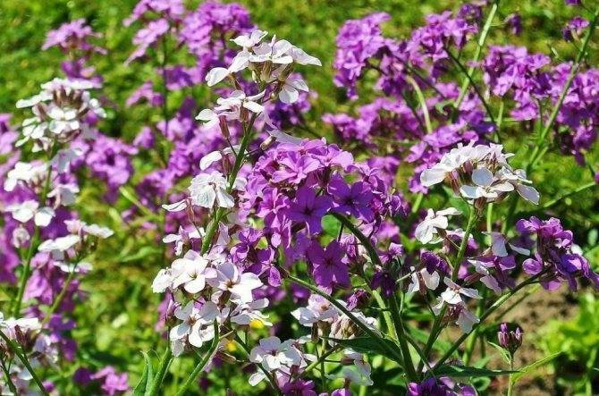 Вечерница: выращивание, уход, виды и сорта
