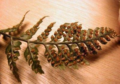 Нидуляриум (Nidularium) – уход, фото, виды