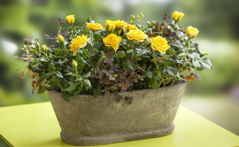 Роза Кордана Микс: как ухаживать после покупки, особенности полива, фото