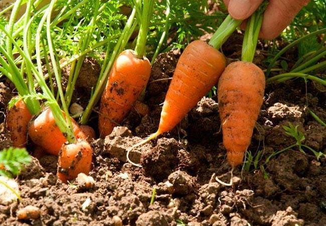 Морковь: как прорастить семена в песке