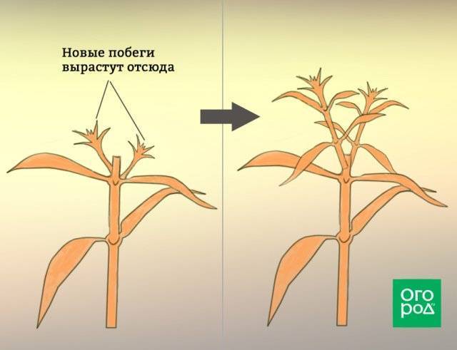 Обрезка и формирование фикуса каучуконосного