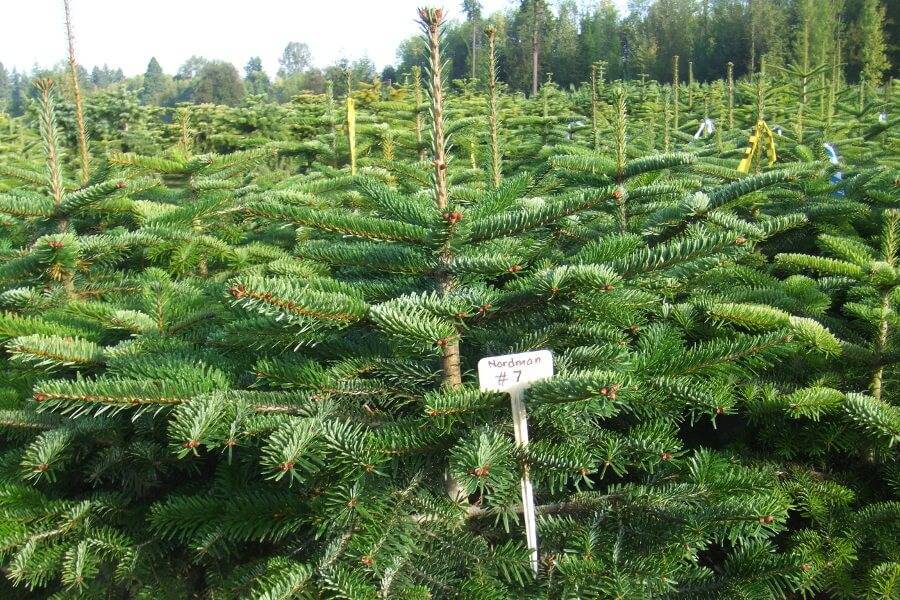 Пихта: выращивание, размножение, виды и сорта