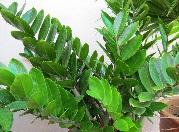Замиокулькас (Zamioculcas) – уход, фото, виды