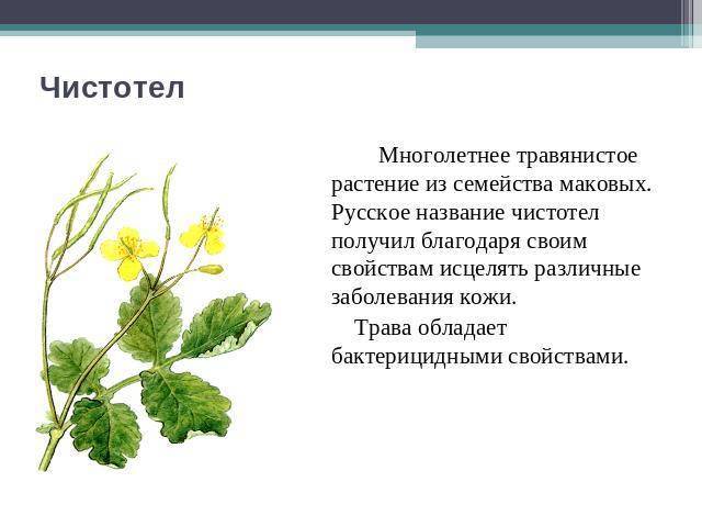 Календула: лечебные свойства и противопоказания, рецепты народной медицины, отзывы