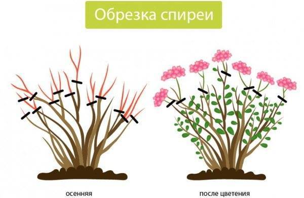 Спирея: виды и сорта, фото и описание, посадка и уход