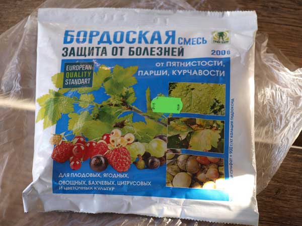 Бурая пятнистость: лечение и профилактика, меры борьбы