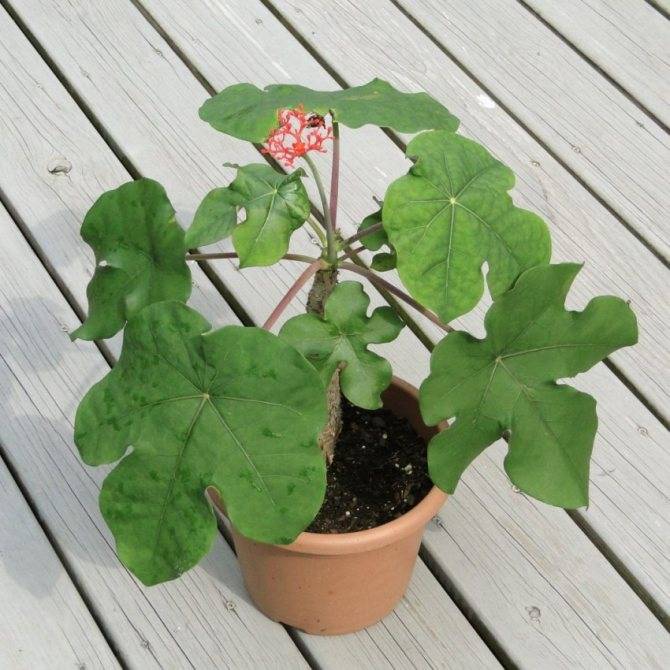 Ятрофа (Jatropha) – уход, фото, виды