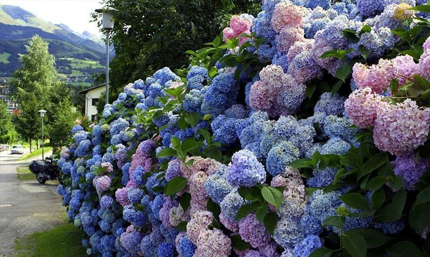 Гортензия в горшке: описание с фото, размножение, пересадка, особенности ухода, советы и рекомендации