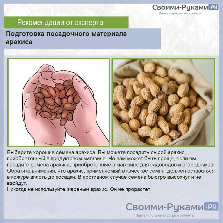 В каких условиях и как растет арахис? Выращивание арахиса на приусадебном участке