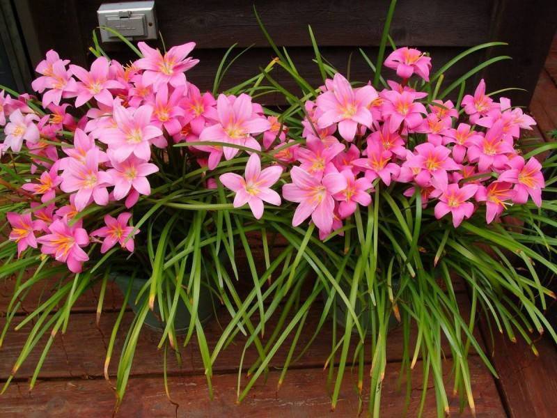 Зефирантес (Zephyranthes) – уход, фото, виды