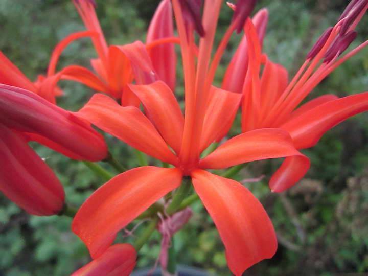 Нерине (Nerine) – уход, фото, виды