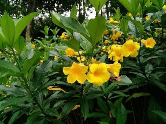 Алламанда (Allamanda) – уход, фото, виды