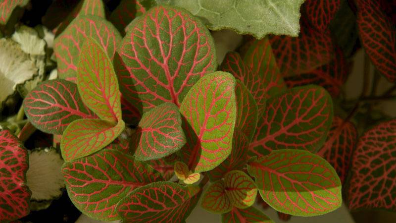 Фиттония (Fittonia) – уход, фото, виды