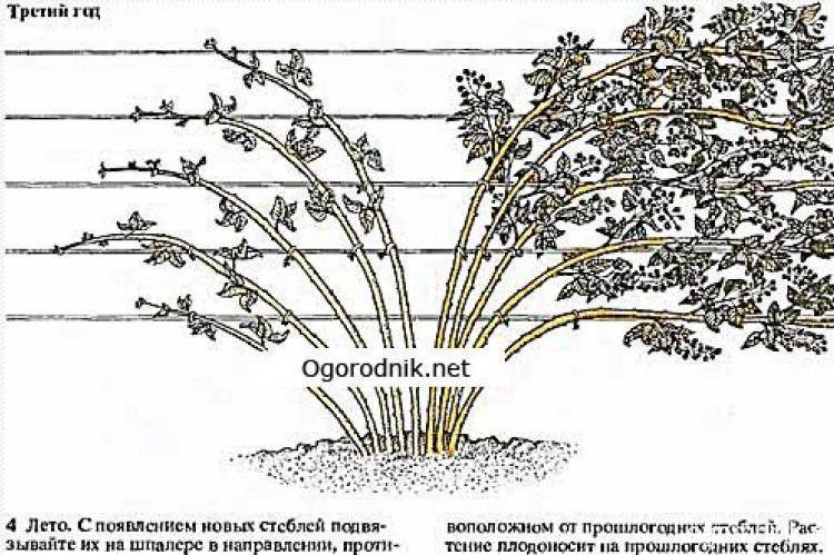 Обрезка ежевики весной и осенью: рекомендации для начинающих