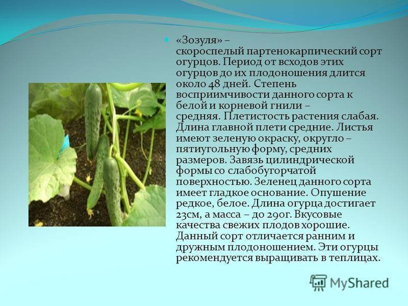 Лучшие сорта партенокарпических огурцов – особенности выбора и выращивания