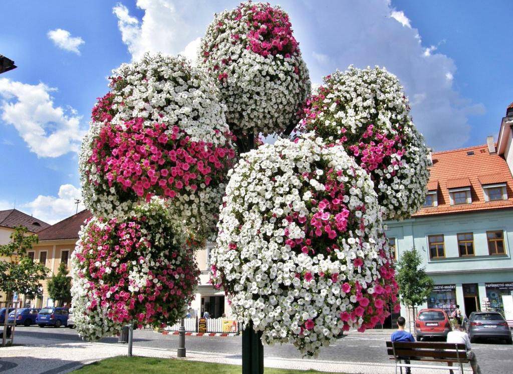 Сурфиния: восхитительные почвопокровные граммофончики