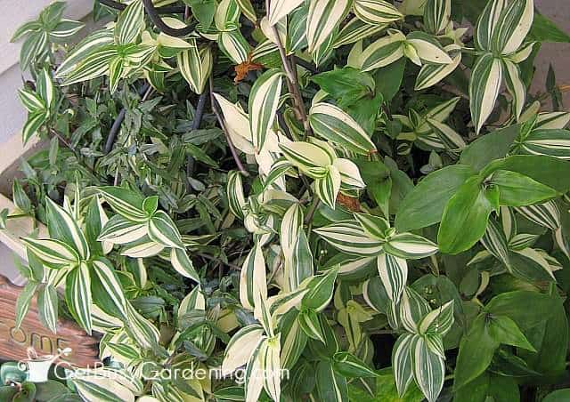 Strawberry – planting and care, growing from seeds