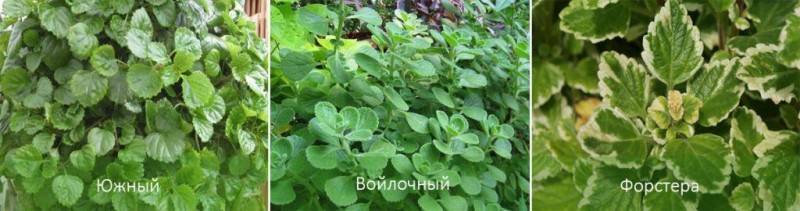 Плектрантус: 13 разновидностей комнатной мяты
