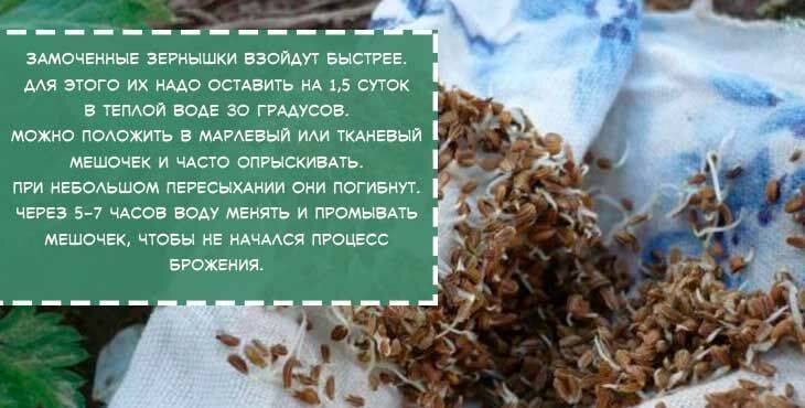 Удобный способ посева моркови на смешанную грядку