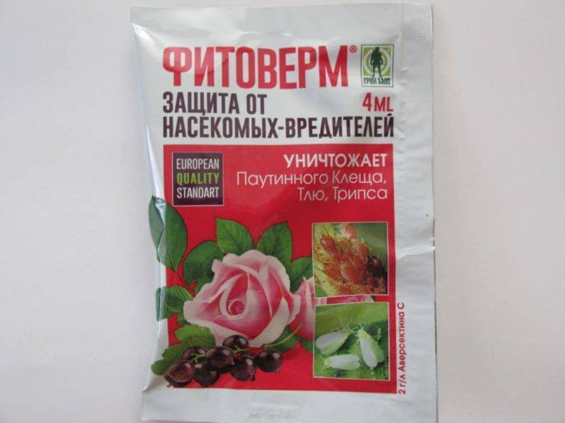 Как обработать малину от болезней и вредителей: способы и средства
