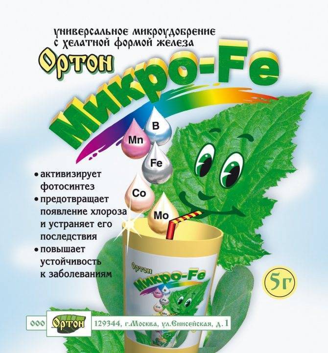 Мурайя в домашних условиях: выращивание из семян