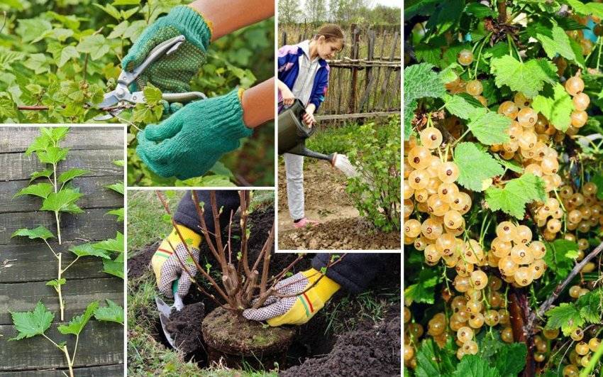 Белая смородина: выращивание, размножение, сорта