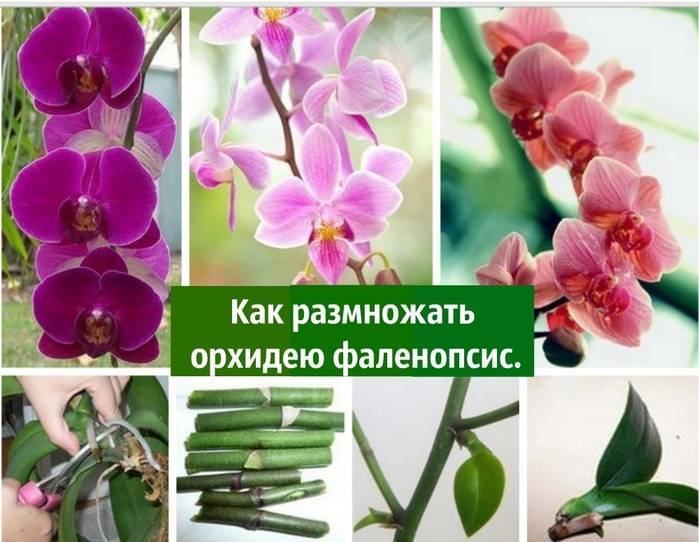 Орхидея фаленопсис: 5 правил ухода за цветком-бабочкой