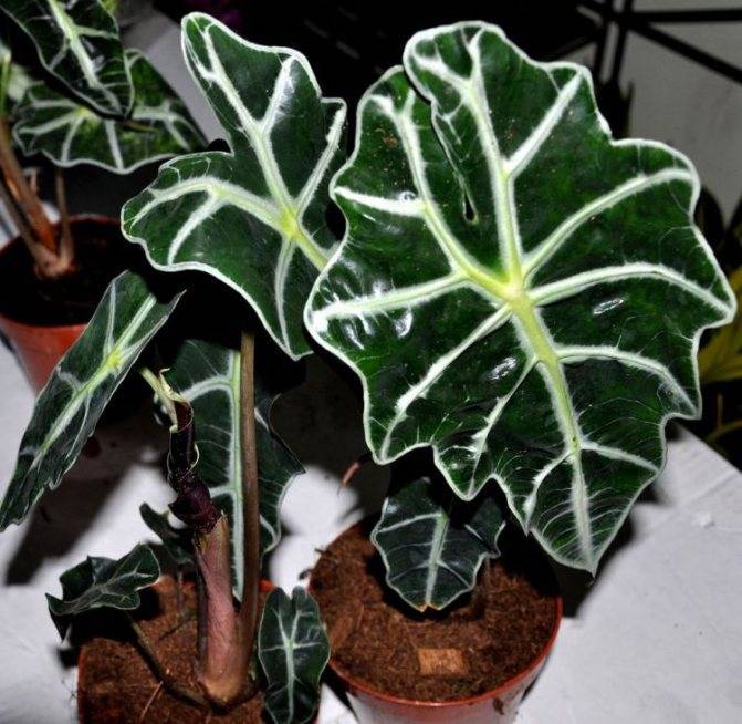 Алоказия (Alocasia) – уход, фото, виды