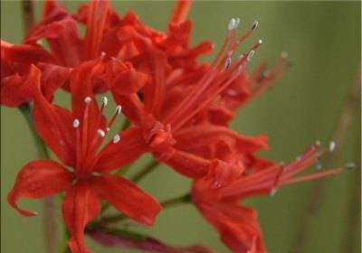 Нерине (Nerine) – уход, фото, виды
