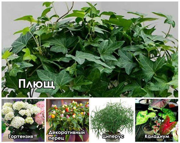 48 ядовитых комнатных растений, которые могут убить