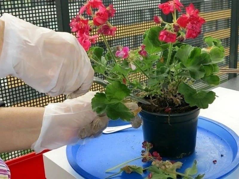 Герань: как посадить, как поливать, чем подкормить? Лучший грунт для герани