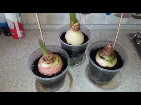 Скутеллярия — выращивание и уход в домашних условиях, фото видов