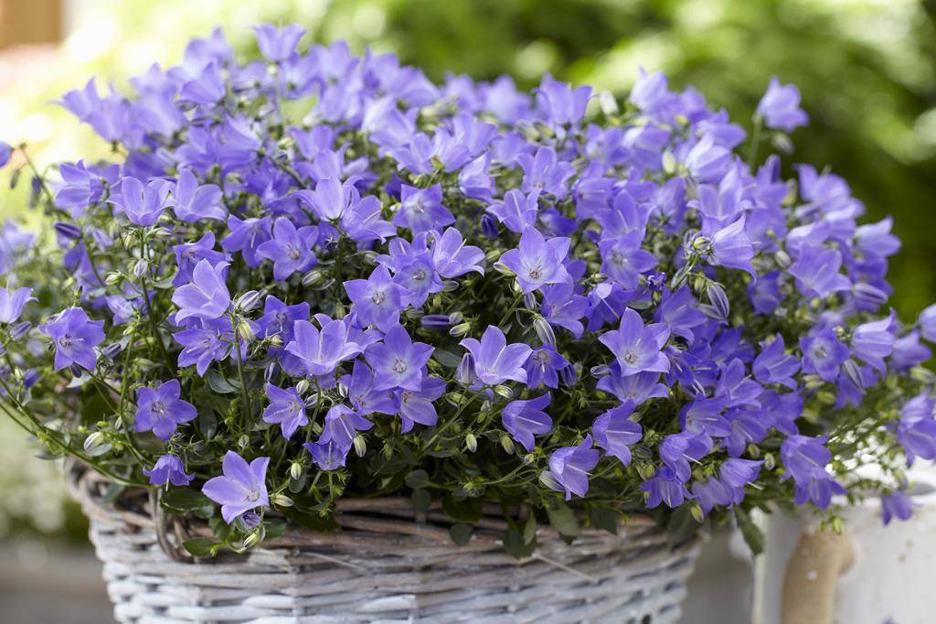Цветок "невеста": уход в домашних условиях, описание, особенности выращивания. Цветок кампанула