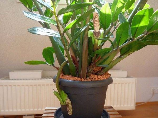 Замиокулькас (Zamioculcas) – уход, фото, виды