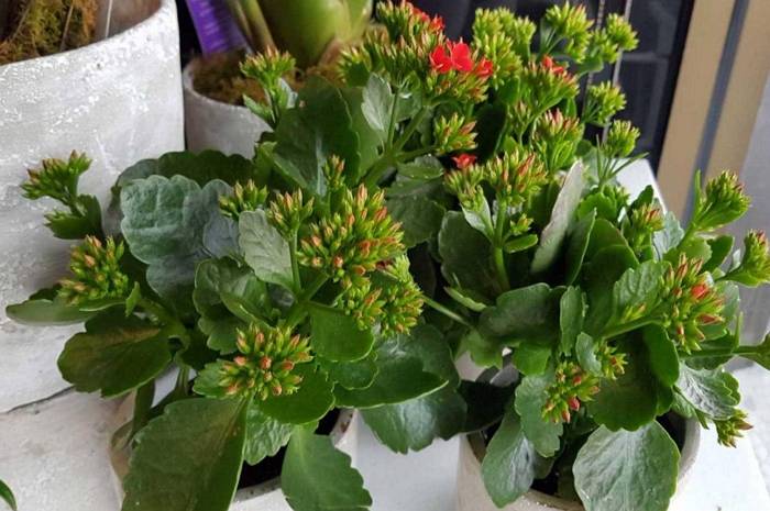 Каланхоэ (Kalanchoe) – уход, фото, виды