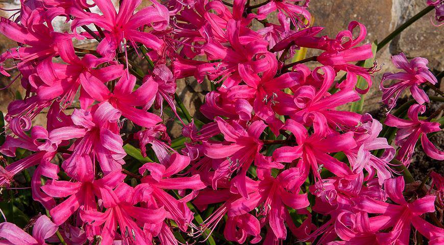 Нерине (Nerine) – уход, фото, виды