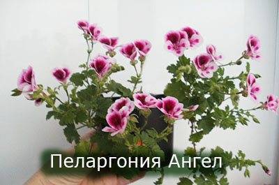 Чем герань отличается от пеларгонии: описание, особенности выращивания и полива, фото