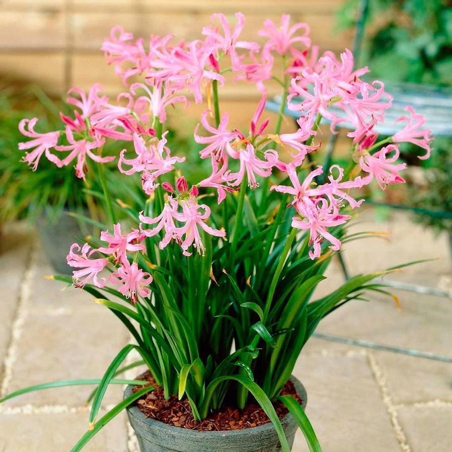 Нерине (Nerine) – уход, фото, виды