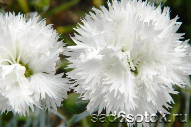 Цветок гвоздика: описание с фото, сорта, особенности разведения и рекомендации по уходу