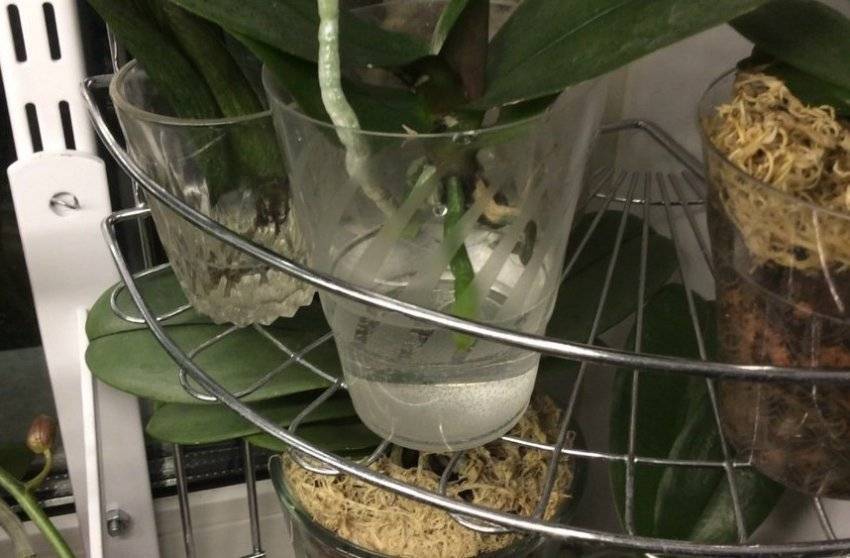 Как реанимировать орхидею: спасение цветка в домашних условиях